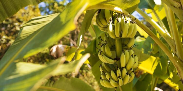 Wereldwijde bananenpandemie onthult schokkende impact van’Shield’-gen