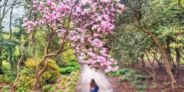 Lente avonturen: Ontdek de mooiste bloemen van Groot-Brittannië per trein.