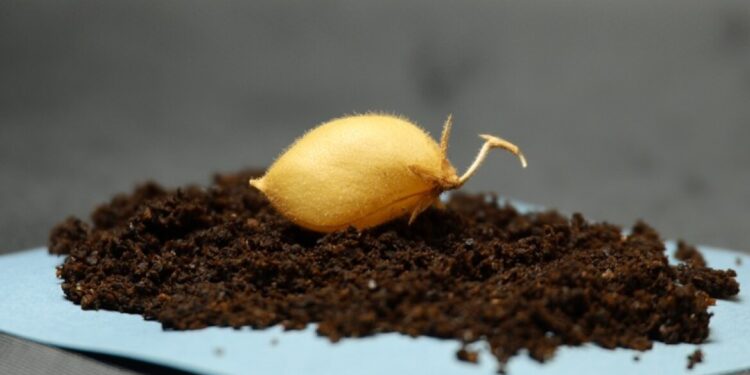 Wetenschappers telen kikkererwten in maangrond simulatie