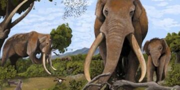 Neanderthalers jaagden op grote olifanten in Europa