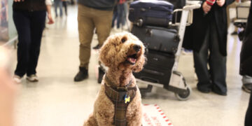 Hartverscheurende verhalen uit Athene: Internationale media volgen Griekse inspanningen huisdieren te repatriëren