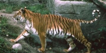 Herbebossing in Kazachstan voor herstel tijgerpopulatie