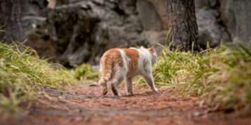Kat verdwijnt 7 jaar, vindt familie na 4000 km reis.