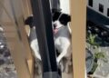 Heldhaftige redding: hond gered van 13e verdieping Sydney flat