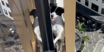 Heldhaftige redding: hond gered van 13e verdieping Sydney flat