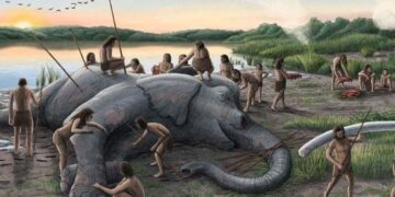 Onze voorouders jaagden op gigantische olifanten 2 miljoen jaar geleden.