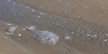 Tropische kwallen te over aan de kusten van Zuidoost-Turkije