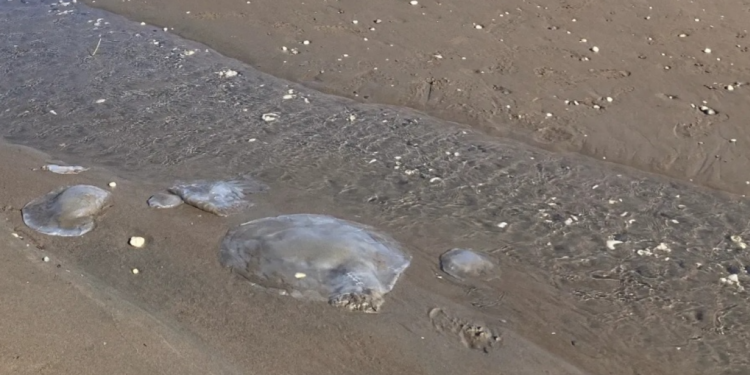 Tropische kwallen te over aan de kusten van Zuidoost-Turkije