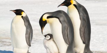 Keizerspinguïn met uitsterven bedreigd: helft populatie verdwijnt tegen 2080