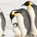 Keizerspinguïn met uitsterven bedreigd: helft populatie verdwijnt tegen 2080