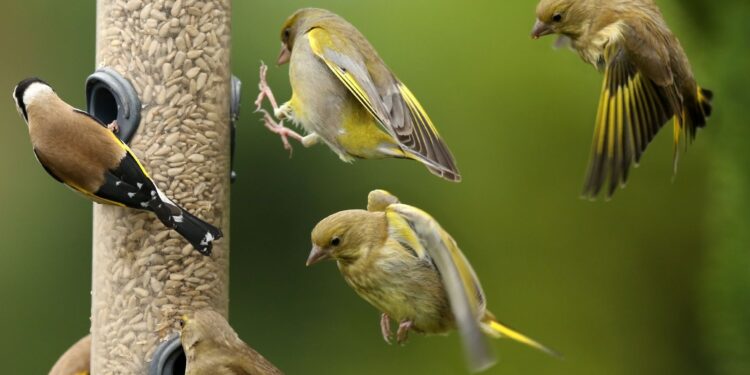 Voer de vogels in de winter, niet in de zomer.