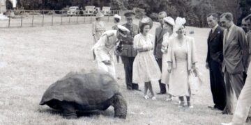 Oudste schildpad ter wereld betrokken bij vermeende cryptoscams en nog in leven