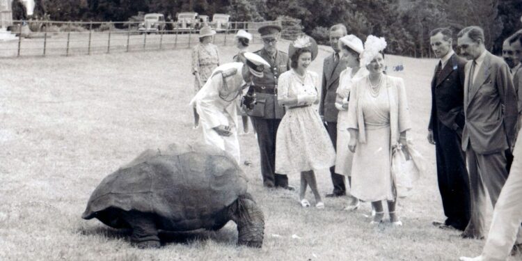 Oudste schildpad ter wereld betrokken bij vermeende cryptoscams en nog in leven