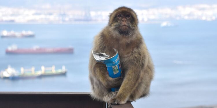Apen eten aarde voor maagklachten door junkfood