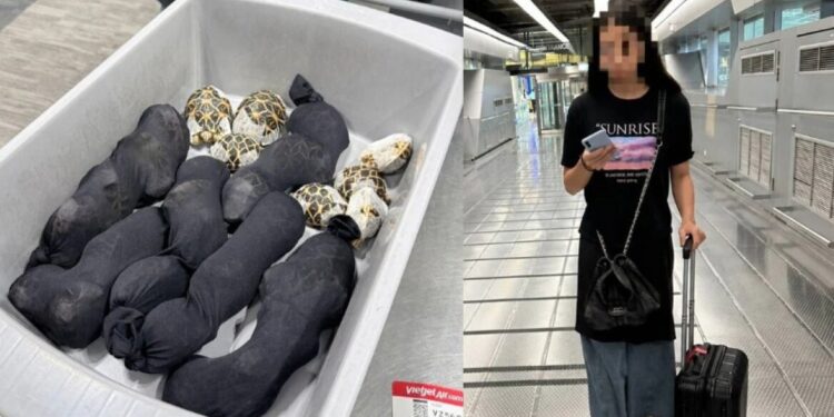 Taiwanese vrouw gepakt met dertig schildpadden in kleding op luchthaven Bangkok