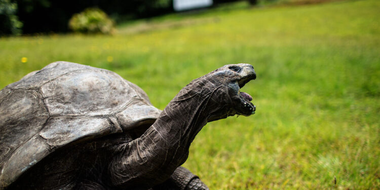 Cryptocurrency-oplichter doodt schildpad van 194 jaar oud