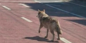 Man gearresteerd voor delen nepfoto ontsnapte wolf uit dierentuin
