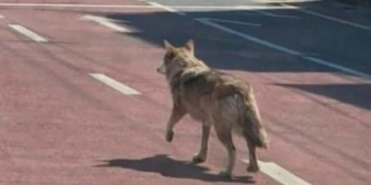 Man gearresteerd voor delen nepfoto ontsnapte wolf uit dierentuin