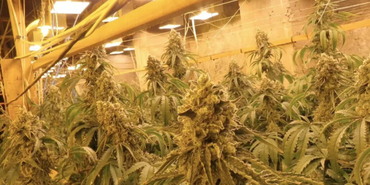 Illegale cannabisfabriek gevonden in verlaten mijn