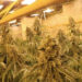 Illegale cannabisfabriek gevonden in verlaten mijn