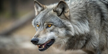 Wolf in Hamburg vrijgelaten met volgzender na aanval op vrouw
