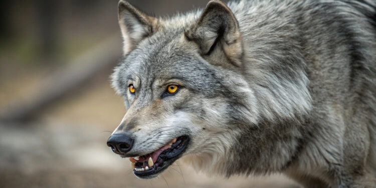 Wolf in Hamburg vrijgelaten met volgzender na aanval op vrouw