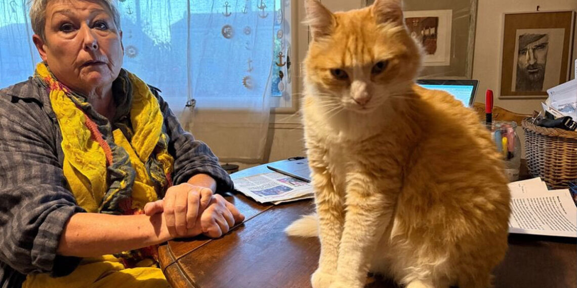 Boete voor eigenaar van stoute kat: 100 euro aan buurman