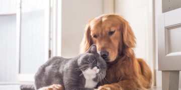 Wetsvoorstel aangenomen: einde huisdierengeschillen na echtscheiding.