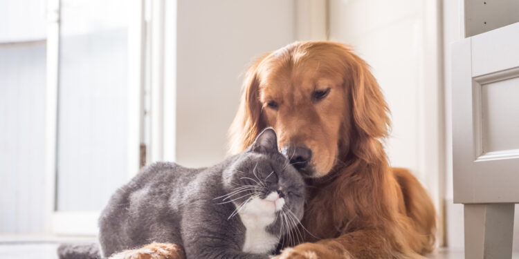 Wetsvoorstel aangenomen: einde huisdierengeschillen na echtscheiding.