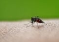 Epidemie van tropisch chikungunyavirus bedreigt Europa door klimaatverandering