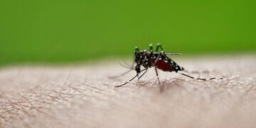 Epidemie van tropisch chikungunyavirus bedreigt Europa door klimaatverandering
