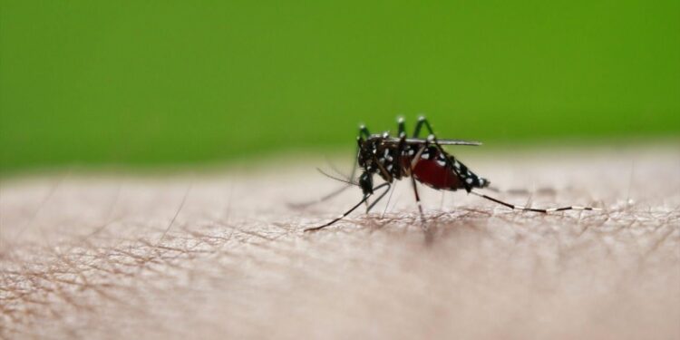 Epidemie van tropisch chikungunyavirus bedreigt Europa door klimaatverandering
