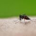 Epidemie van tropisch chikungunyavirus bedreigt Europa door klimaatverandering