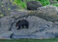 Eerste dodelijke berenaanval dit jaar in Japan, zorgen na “zwarte” record vorig jaar