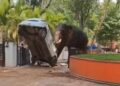 Olifant verwoest alles en doodt man in Indiaanse aanval
