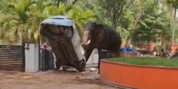 Olifant verwoest alles en doodt man in Indiaanse aanval