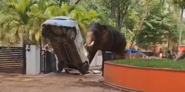Olifant verwoest alles en doodt man in Indiaanse aanval