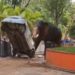 Olifant verwoest alles en doodt man in Indiaanse aanval