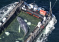 Trieste dood van de walvis Timi voor de Deense kust