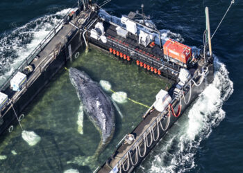 Trieste dood van de walvis Timi voor de Deense kust