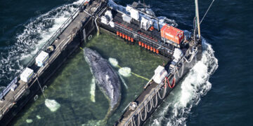 Trieste dood van de walvis Timi voor de Deense kust