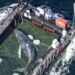 Trieste dood van de walvis Timi voor de Deense kust