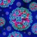 Minimaal risico op verspreiding van handavirus wereldwijd