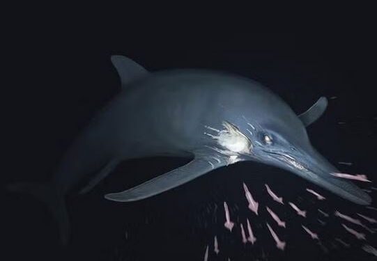 Ontdekking van “Highlander” ichthyosauriër in Nederlandse wateren