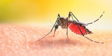 Muggen leren geur van insectenwerend middel te associëren met giftige maaltijd