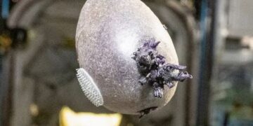 De primeur: aardappel uit ruimtetuin geoogst