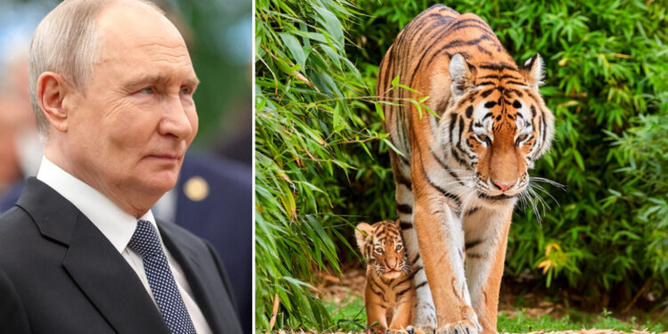 Poetin schenkt vier Amoer-tijgers aan Kazachstan