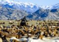 Herders gezocht: 700 aanmeldingen uit steden om te vertrekken