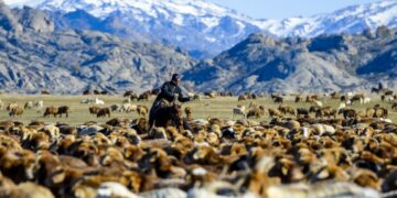 Herders gezocht: 700 aanmeldingen uit steden om te vertrekken
