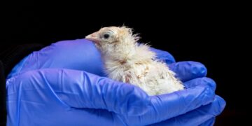 Eerste kuikens uit kunstmatige eieren, primeur van biofarmaceutisch bedrijf